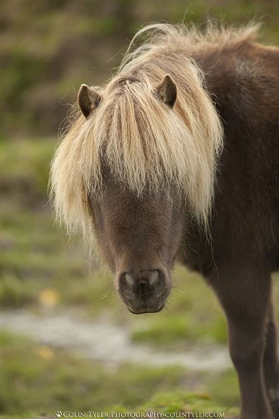 Show horse, Raes Junction, South Island