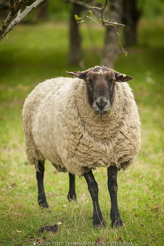 New Zealand, where sheep outnumber people, Raes Junction, South Island