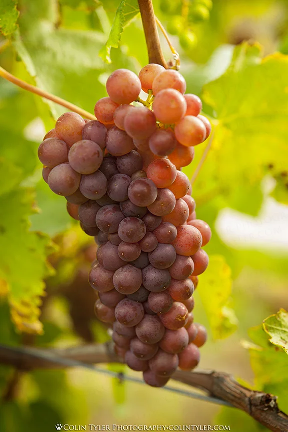 Pinot gris grapes, Aurum Wines, Cromwell, South Island