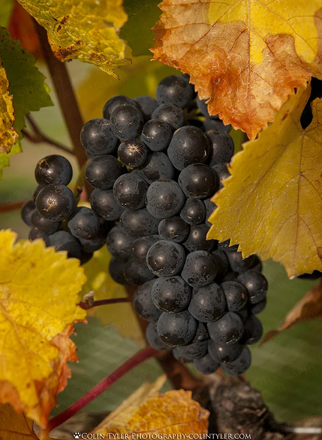 Pinot noir grapes, Aurum Wines, Cromwell, South Island