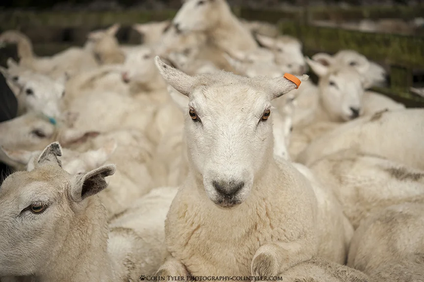 Corralling sheep, Dannevirke, North Island