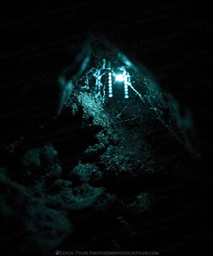 Arachnocampa luminosa or 'glow worms.' Dannevirke, North Island