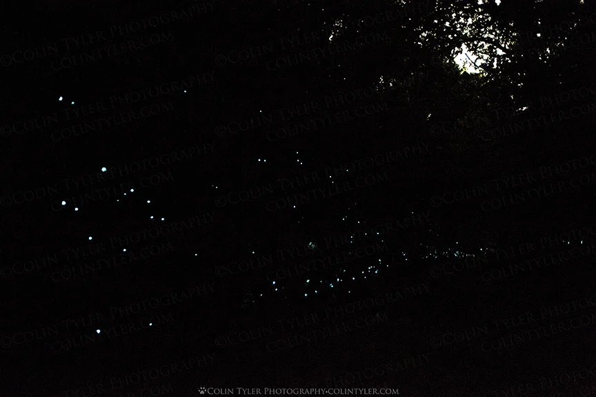 Arachnocampa luminosa or 'glow worms.' Dannevirke, North Island