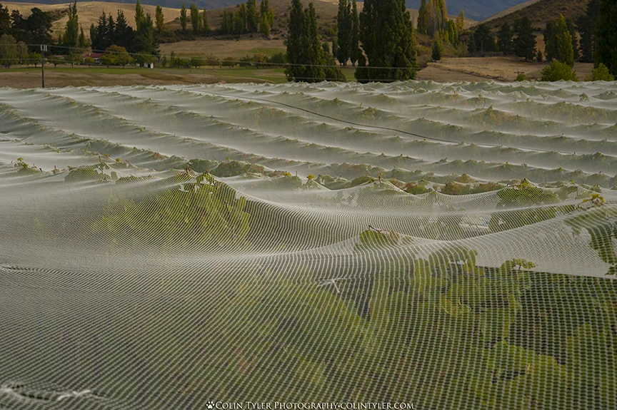 Aurum Wines Vineyard, Cromwell