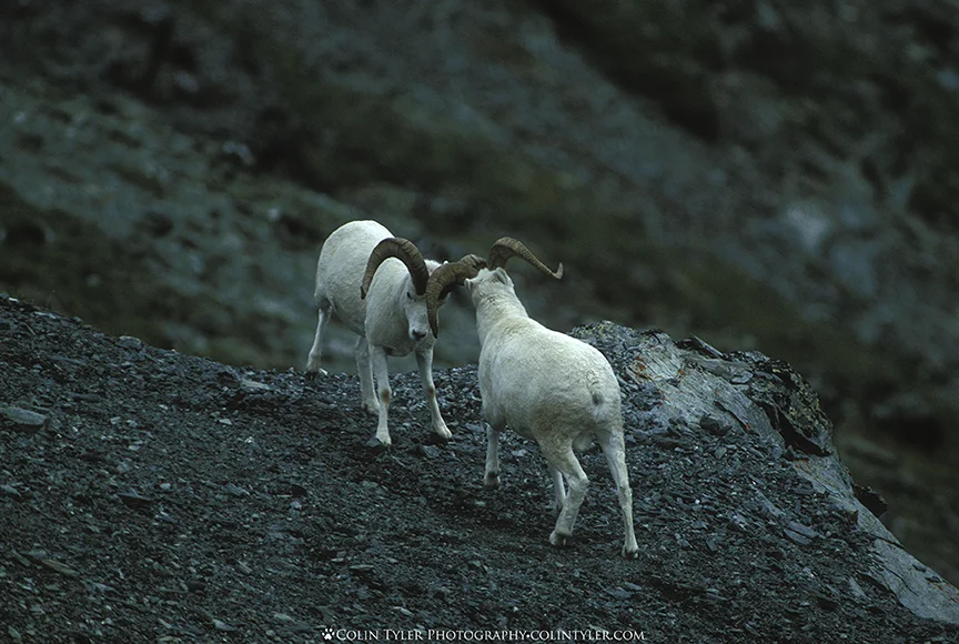 Dall sheep rams sparring on Primrose Mountain, Denali National Park