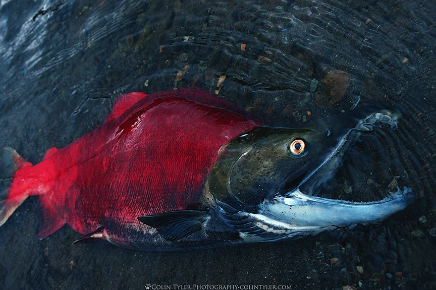 Sockeye salmon spawned out in the Brooks River, Katmai National Park