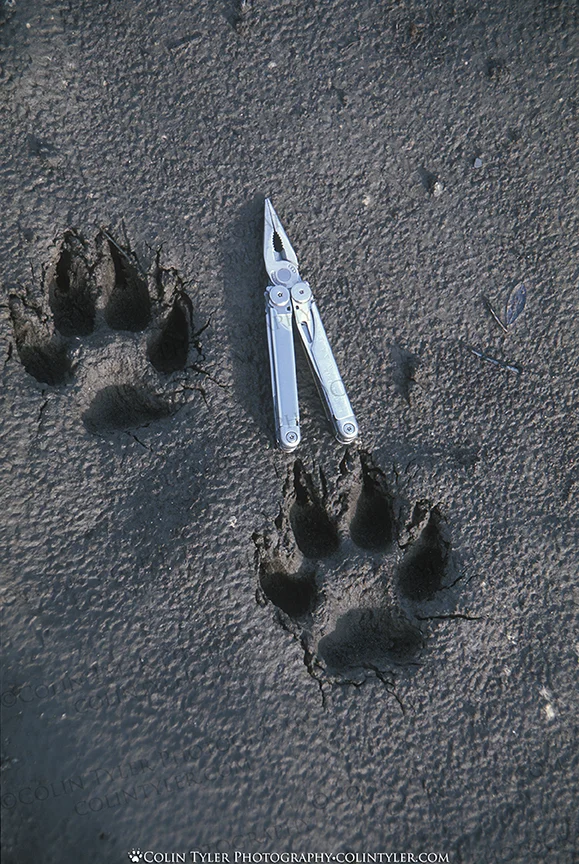 Wolf tracks along the Canning River, Arctic National Wildlife Refuge