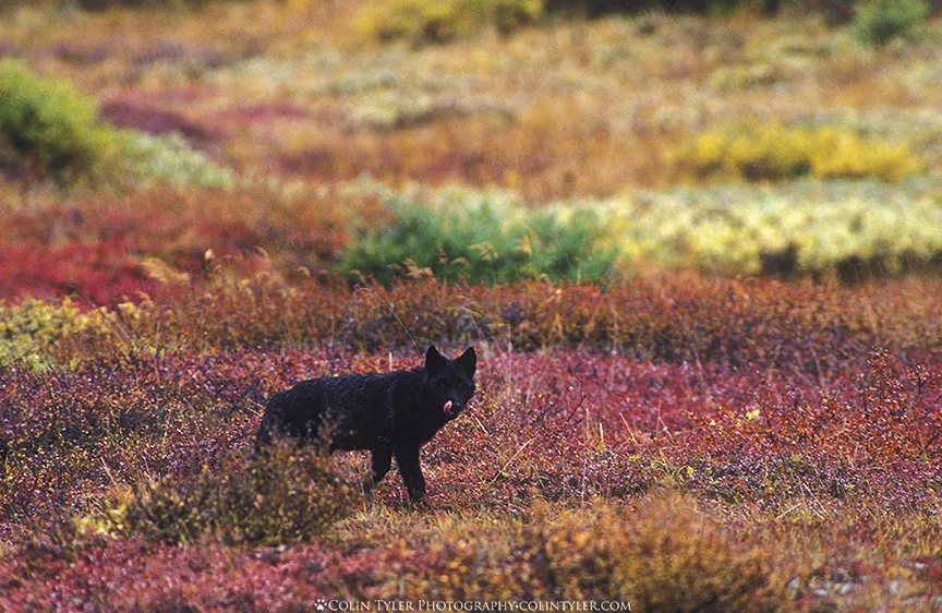 Young wolf on the autumn tundra, Denali National Park