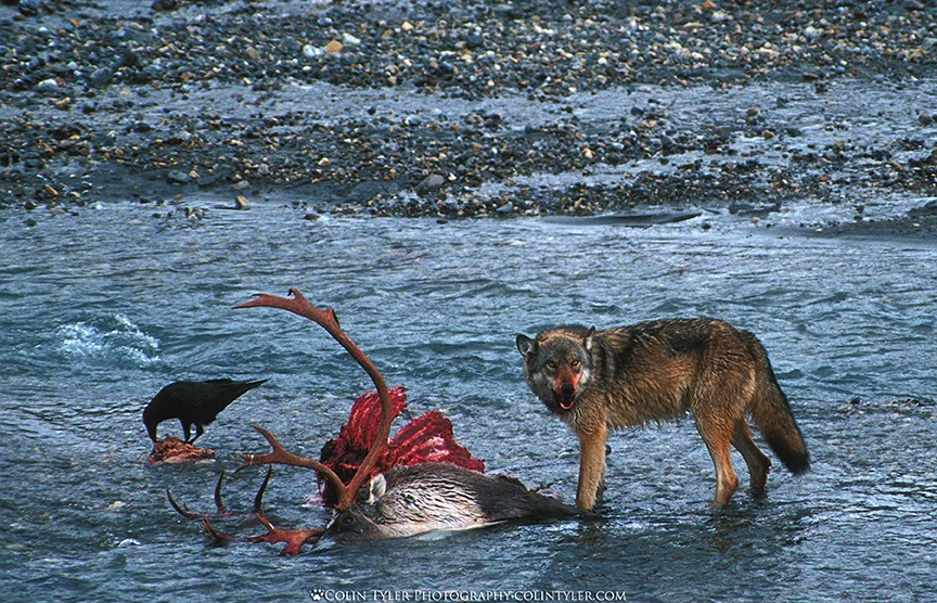 Grey wolf feeding on a bull caribou in the Toklat River, Denali National Park