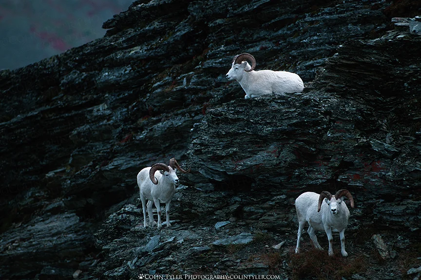 Dall sheep rams on Primrose Mountain, Denali National Park
