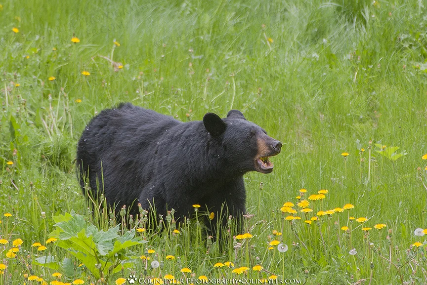 Black bear sow eating dandelions, Eagle River Nature Center