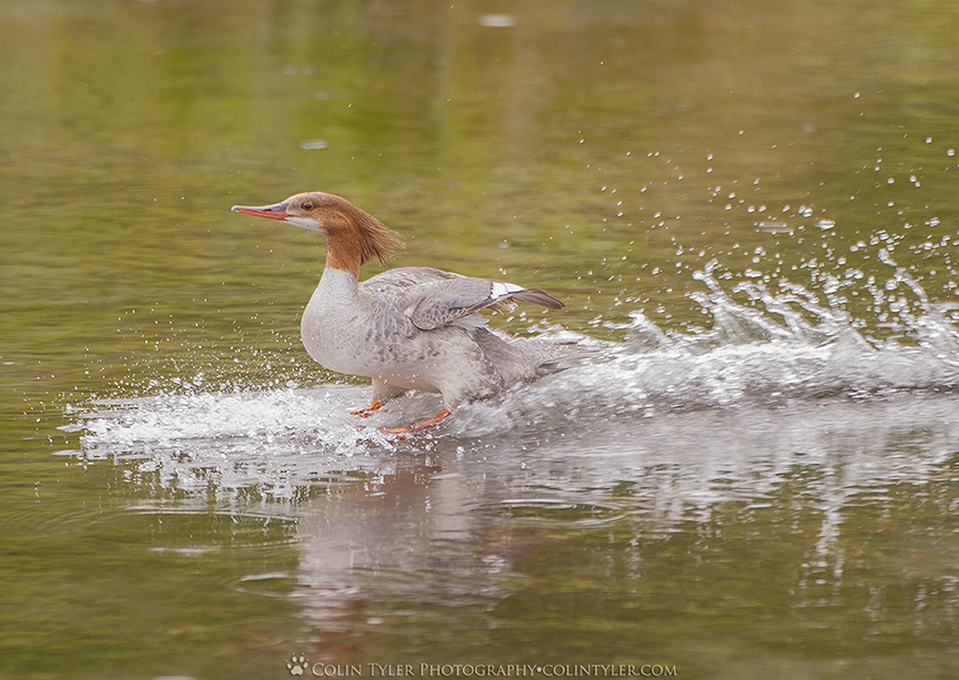 Female common merganser landing, Eagle River Nature Center, Alaska