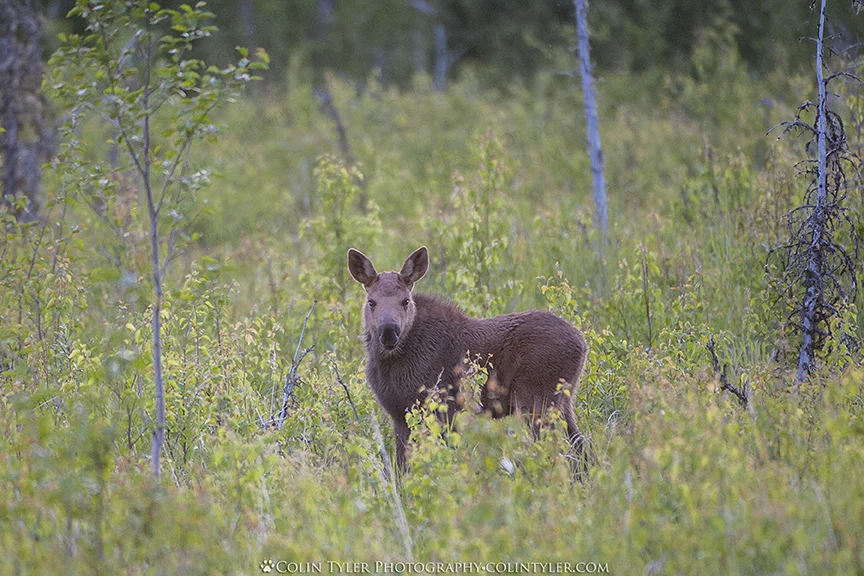 Moose Calf, Eagle River Nature Center