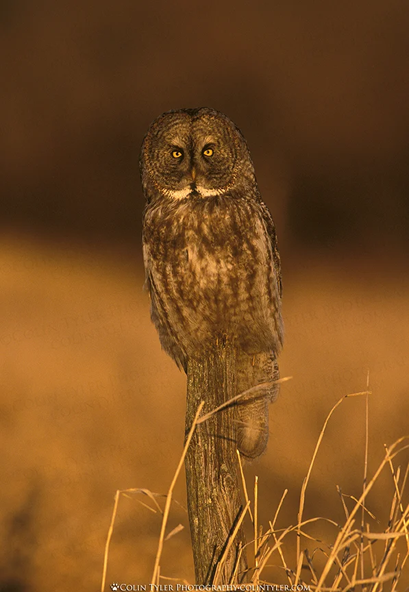 Great Grey Owl, Minnesota