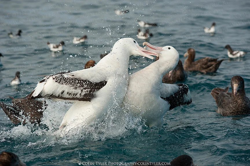 Wandering Albatross, Kaikoura, New Zealand