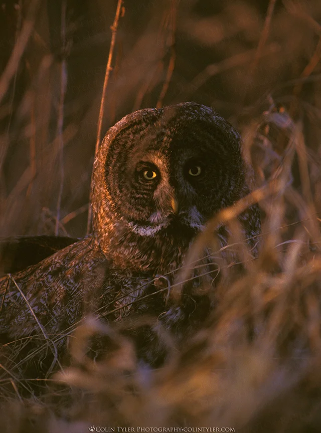 Great Grey Owl, Minnesota