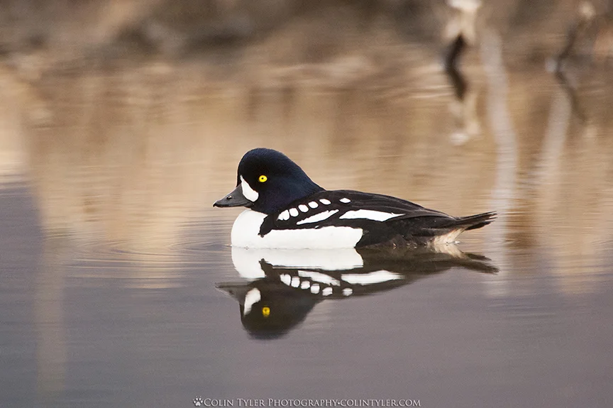 Barrow's Goldeneye, Eagle River Nature Center, Alaska