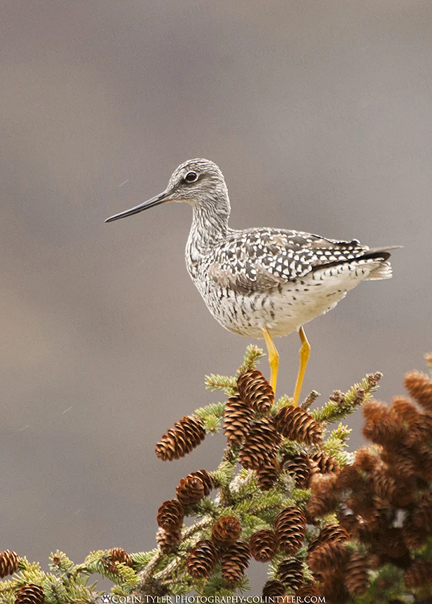 Greater Yellowleg, Eagle River Nature Center, Alaska