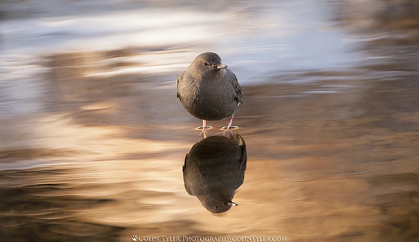 The American Dipper (aka water ouzel), a favorite of John Muir, Eagle River Nature Center, Alaska