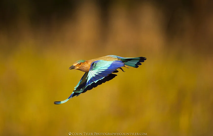 Indian Roller in flight, Kanha National Park, India