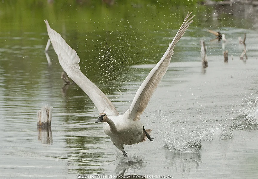 Trumpeter swan, Eagle River Nature Center, Alaska