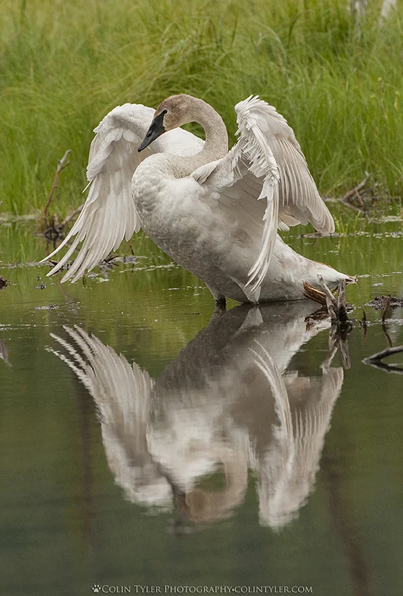 Trumpeter swan, Eagle River Nature Center, Alaska