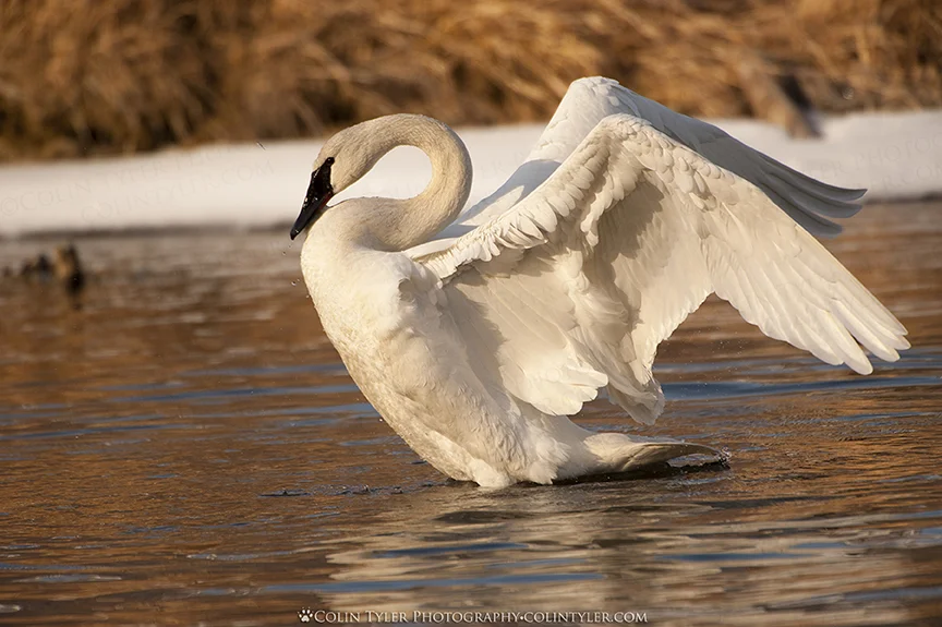Trumpeter swan drying its feathers