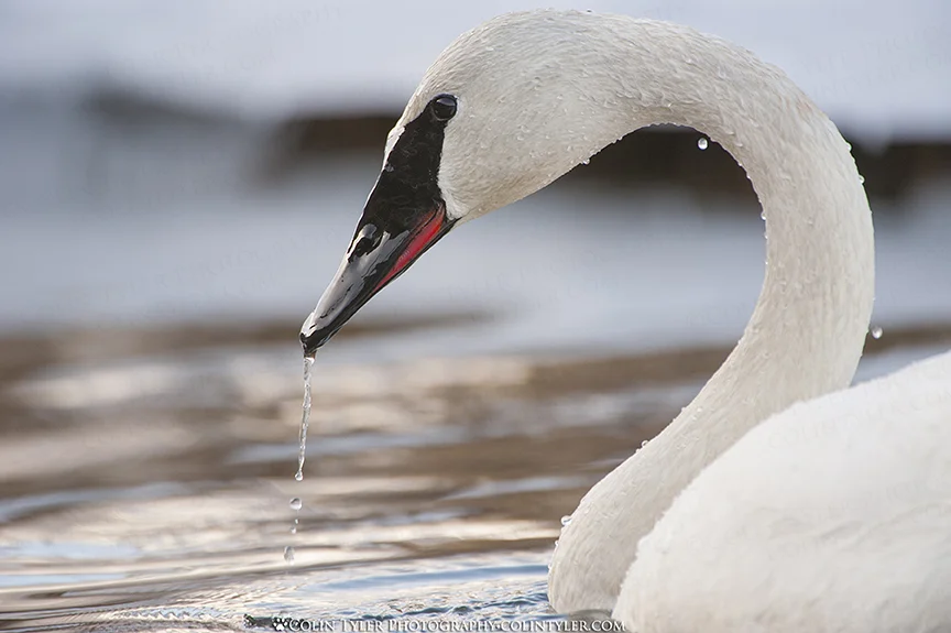 Trumpeter swan feeding