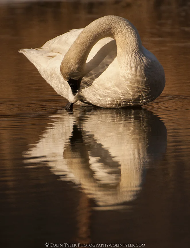 "Infinity" Preening Swan