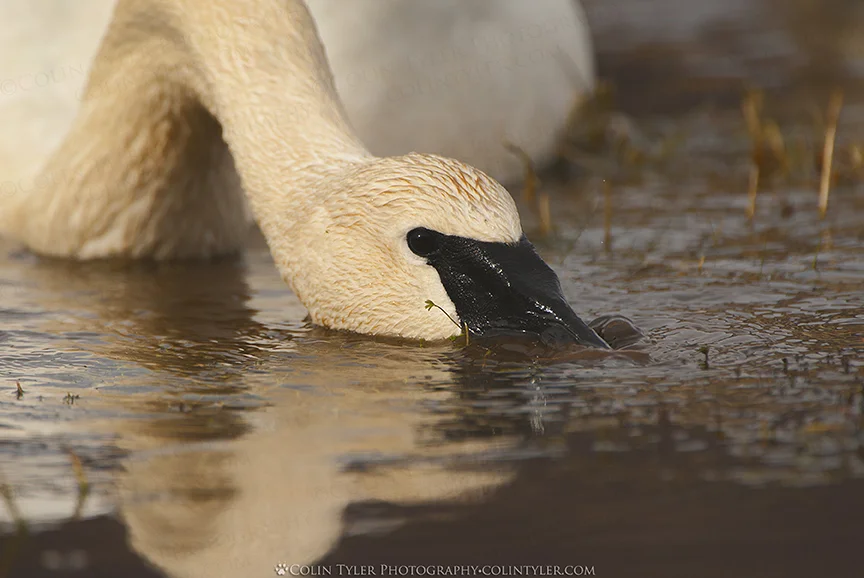 Trumpeter swan feeding