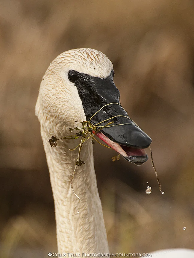 Trumpeter swan feeding on aquatic vegetation