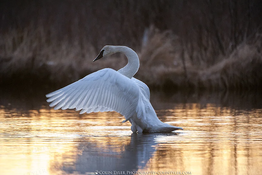 Trumpeter swan spreads its wings after preening