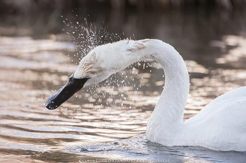 Trumpeter swan shakes its head after feeding underwater
