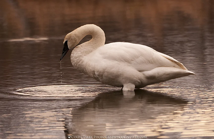 Trumpeter swan takes a break from feeding