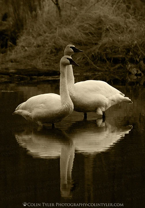 Trumpeter swans at the Eagle River Nature Center