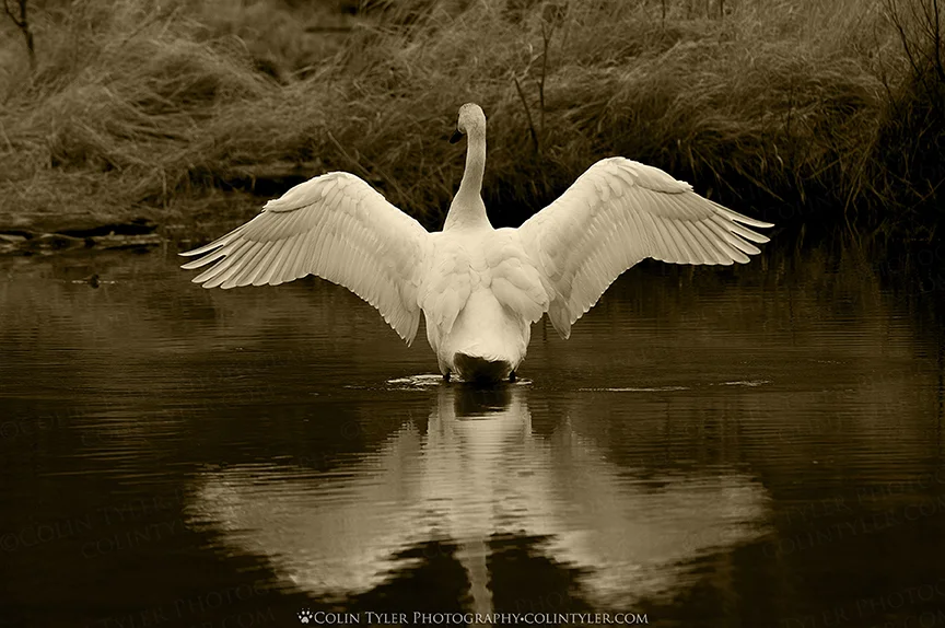 Trumpeter swan spreads its wings after preening