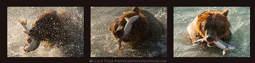 Brown bear catching a salmon near Valdez