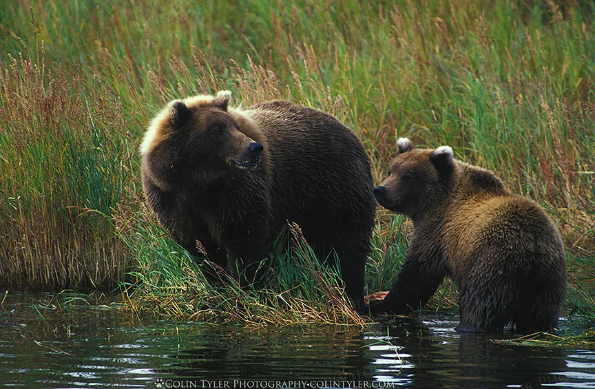 Brown bear sow and cub in Katmai National Park