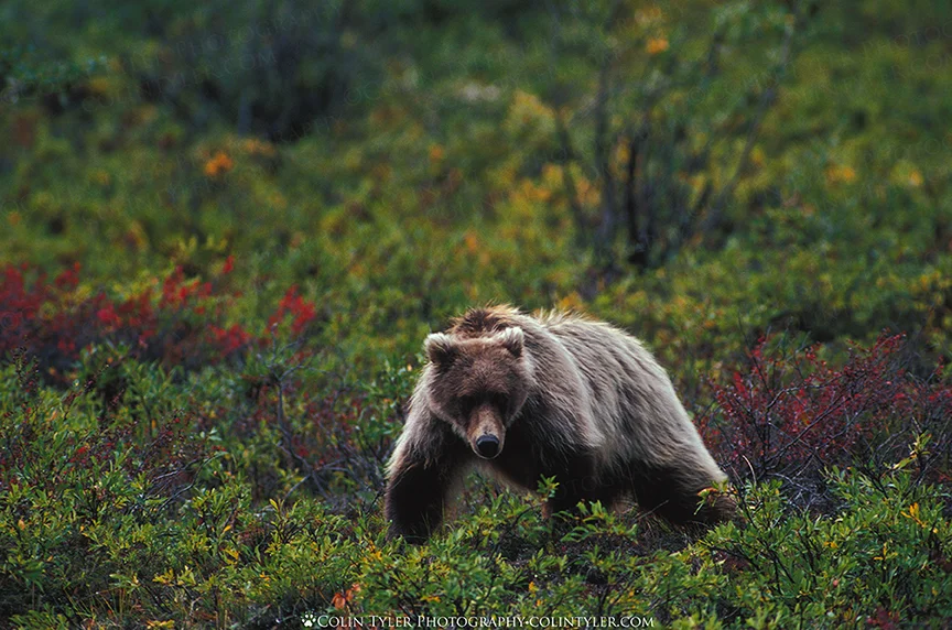 Grizzly bear in Alaska's Brooks Range
