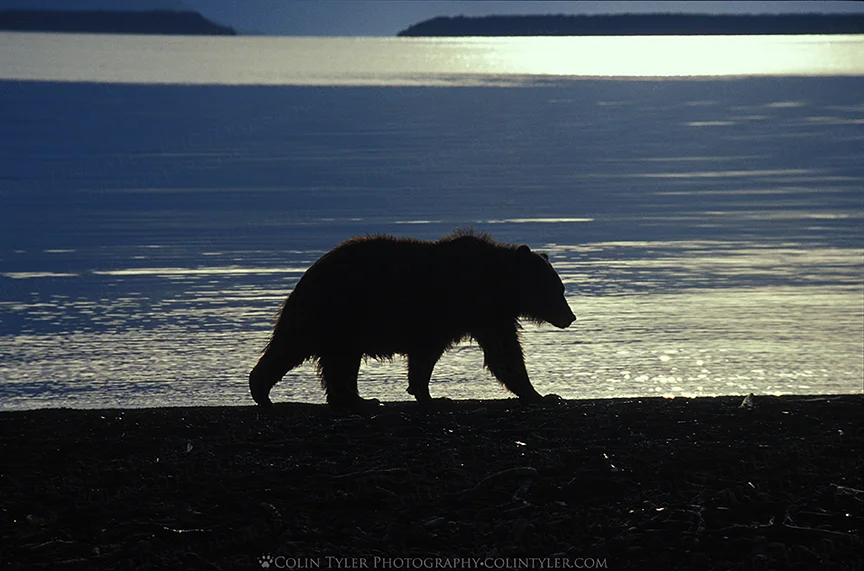 Brown bear walking along Naknek Lake at sunrise in Katmai National Park