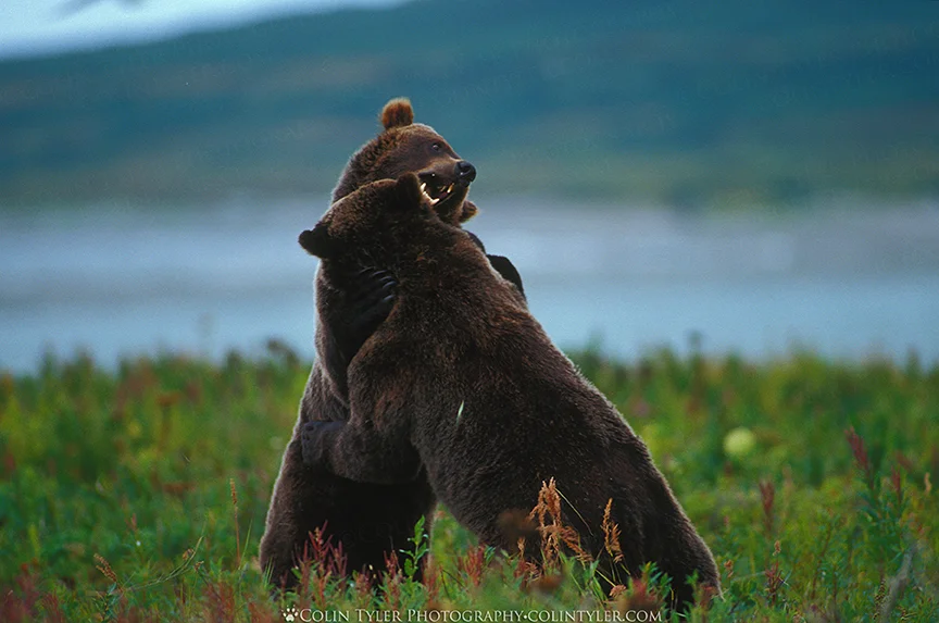 Adolescent brown bears play-fighting in the McNeil River Sanctuary