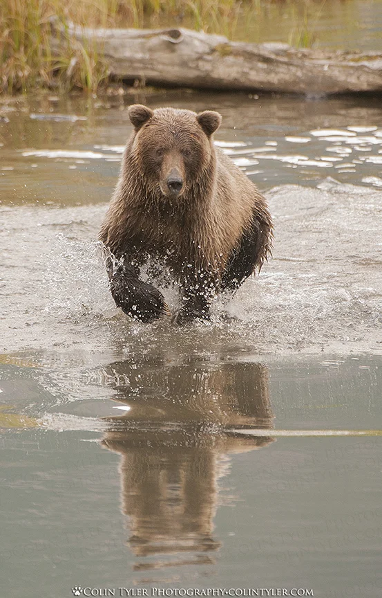 Brown bear chasing salmon