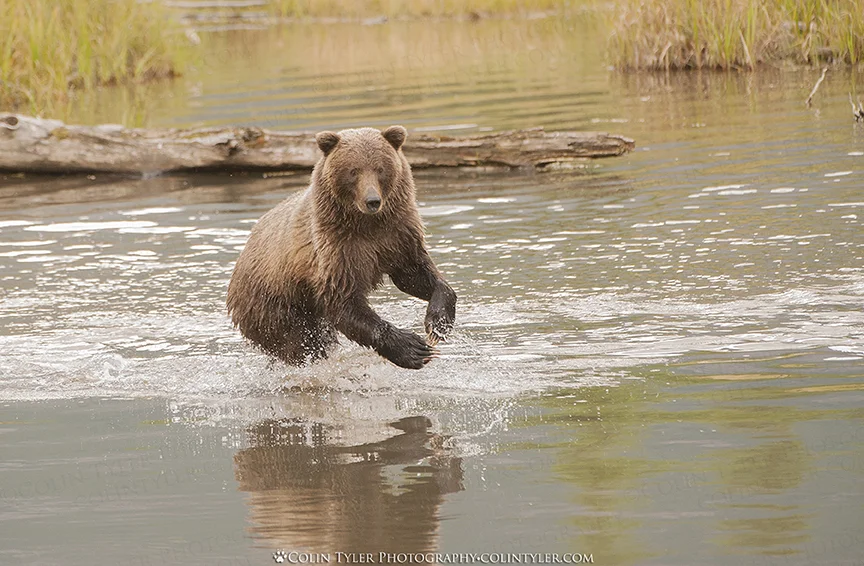 Brown bear chasing salmon