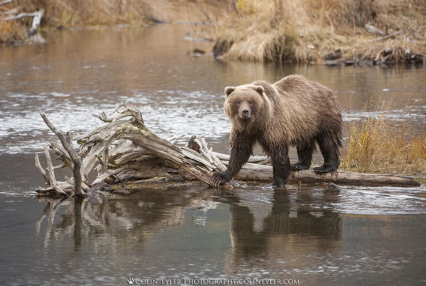 Brown bear pauses and ackowleges my presence while looking for salmon