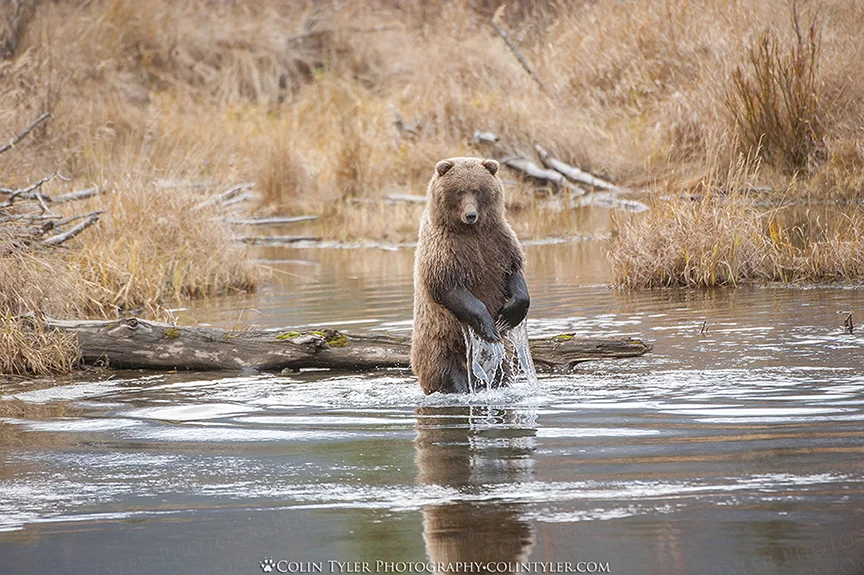 Brown bear stands and looks for salmon