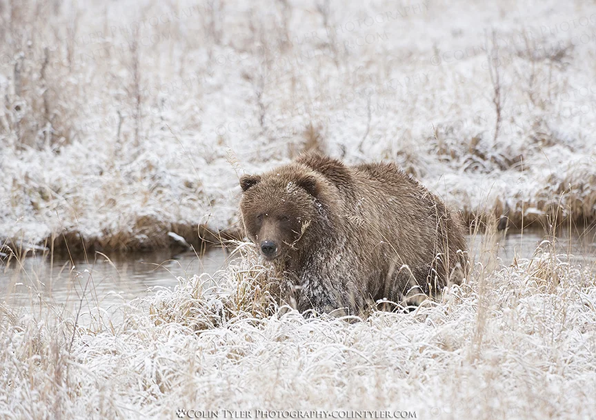A young brown bear searches for spawned-out salmon in late October, the final push to gain weight before the long winter slumber