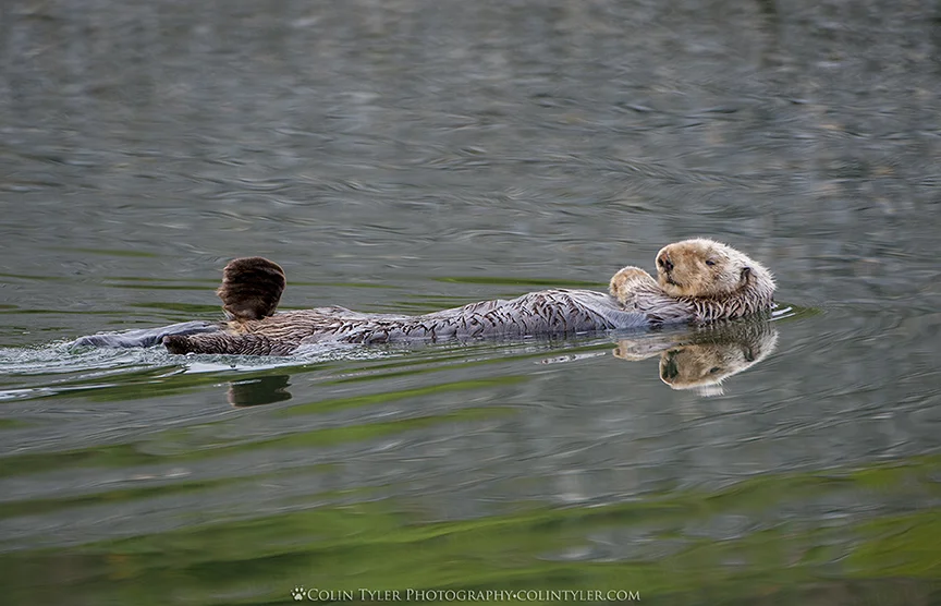 Sleeping Sea Otter, Homer, Alaska