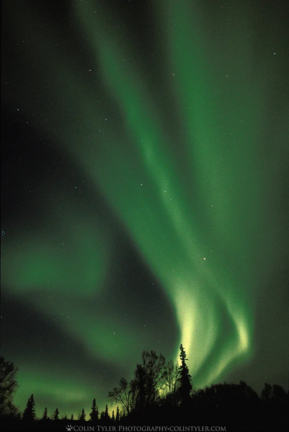 Aurora borealis in Denali State Park