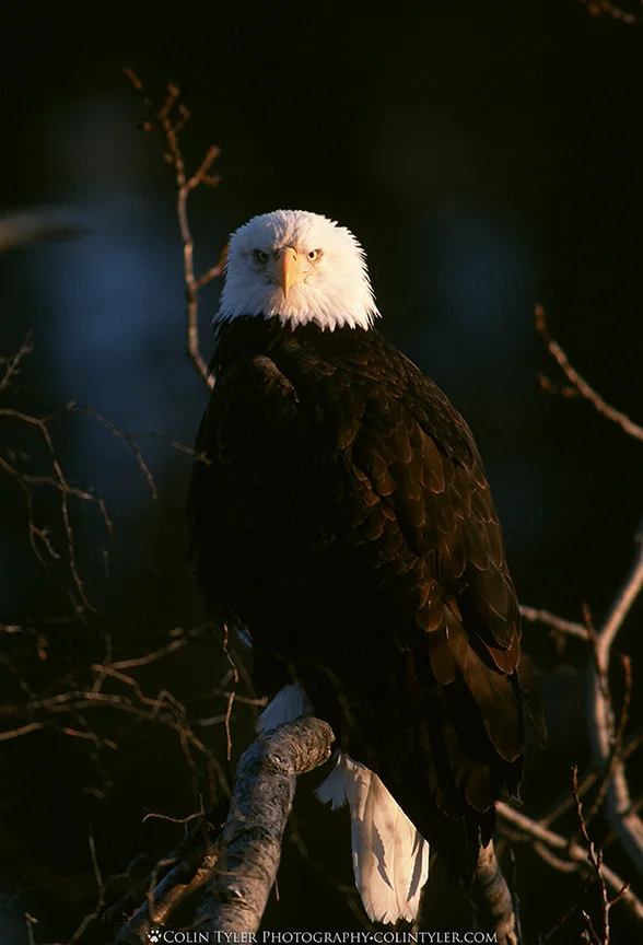 Bald eagle over the Kenai River, Alaska