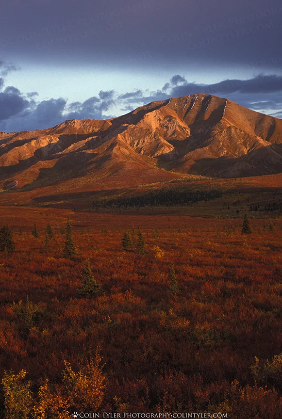 Autumn tundra, Savage River